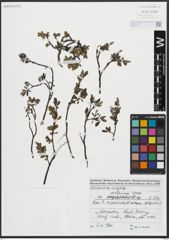 Foto von Salix alpina Scop.